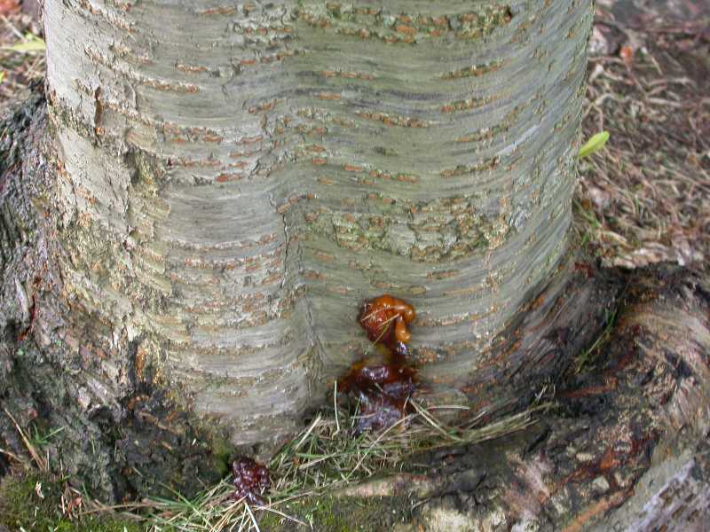 Gummosis of Fruit Trees